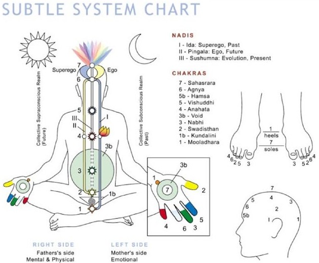 Նուրբ համակարգի աղյուսակը